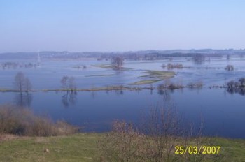 Narew