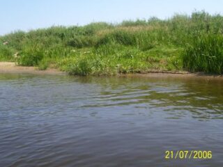 narew
