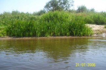 Narew Narew