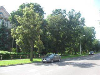 Łomża. Aleja Legionów Al