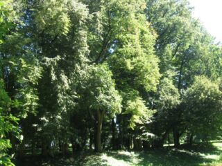 Muzeum przyrody w Drozdowie - Park 107 029