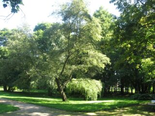 Muzeum przyrody w Drozdowie - Park 107 033