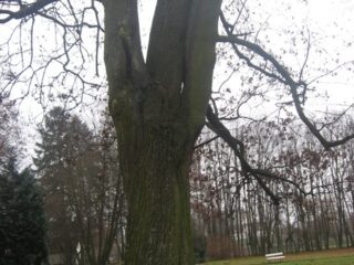 Muzeum przyrody w Drozdowie - Park 122 017