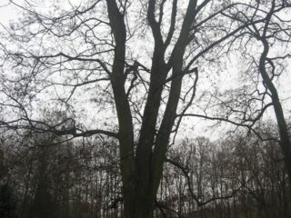 Muzeum przyrody w Drozdowie - Park 122 018