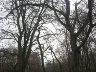 Muzeum przyrody w Drozdowie - Park 122 019