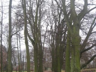 Muzeum przyrody w Drozdowie - Park 122 021