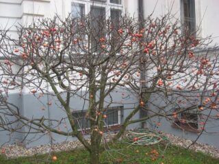 Muzeum przyrody w Drozdowie - Park 122 053