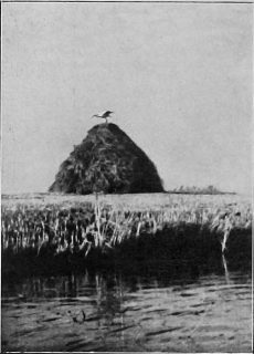 Tu la bocianów najlepsy raj. Fot. 1937 r. 