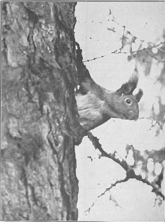 str-7-fot-3-wnet-cos-smignelo-w-galeziach-i-sploszone-zwierzatko-poczelo-przerzucac-sie-z-drzewa-na-drzewo-foto-1937-r