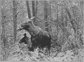 Latoś wiosną widziałem starą z małym cielakiem. Stali ot tam, pod lasem. Fot.1939 r.
