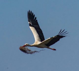 Bocian w tradycji ludowej