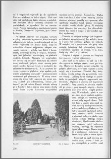 JAŁOWIEC w życiu, obrzędach i wierzeniach Kurpiów. - ADAM CHĘTNIK